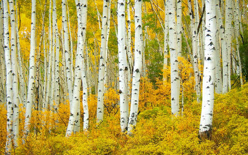 Jual Poster Birch Earth Fall Foliage Forest Tree Earth Birch APC