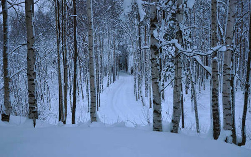 Jual Poster Birch Earth Forest Path Snow Winter Earth Winter APC