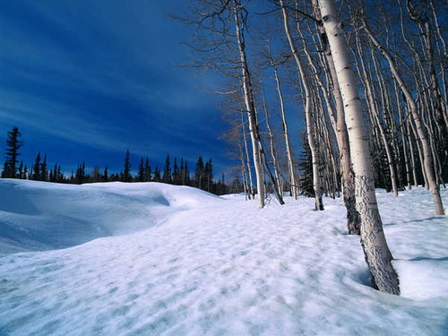 Jual Poster Birch Earth Landscape Snow Tree Winter Earth Winter APC