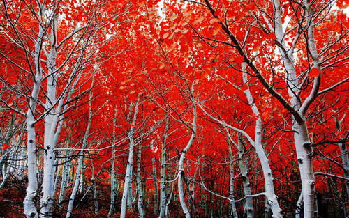 Jual Poster Birch Fall Foliage Forest Earth Birch APC