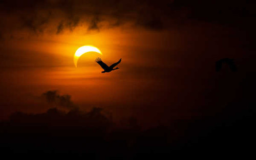 Jual Poster Bird Cloud Nature Sky Solar Eclipse Sun Earth Solar Eclipse APC Jual Poster Bird Cloud Nature Sky Solar Eclipse Sun Earth Solar Eclipse APC