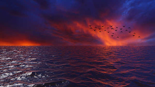 Jual Poster Bird Earth Ocean Sunset Earth Sunset APC