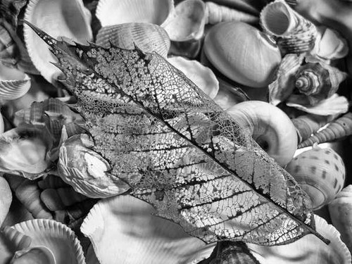 Jual Poster Black & White Close Up Leaf Nature Shell Earth Leaf APC