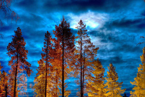 Jual Poster Blue Earth Fall Foliage Sky Tree Trees Tree APC