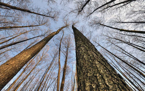 Jual Poster Blue Forest Sky Tree Winter Earth Forest APC