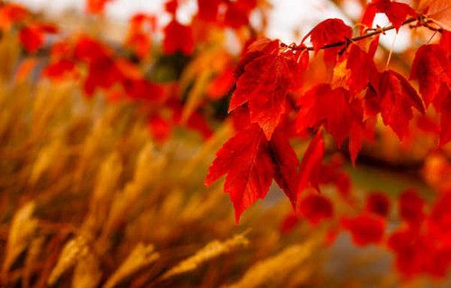 Jual Poster Blur Branch Fall Leaf Nature Earth Fall APC