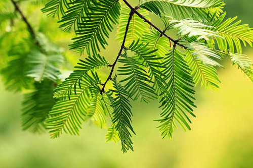 Jual Poster Blur Branch Green Nature Earth Branch APC