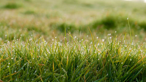 Jual Poster Blur Close Up Dew Drop Grass Nature Earth Grass APC