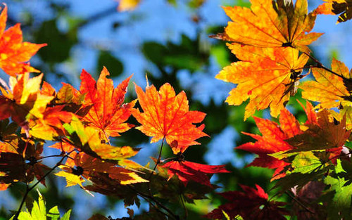 Jual Poster Blur Close Up Fall Leaf Nature Earth Leaf APC 001