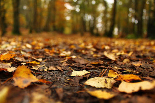 Jual Poster Blur Fall Leaf Nature Earth Fall APC