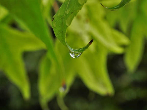 Jual Poster Blur Macro Water Drop Earth Water Drop APC