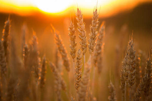 Jual Poster Blur Nature Summer Sunny Wheat Earth Wheat APC