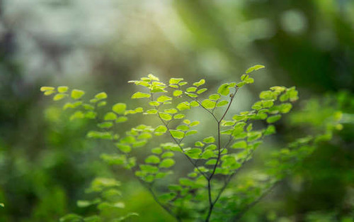 Jual Poster Bokeh Branch Close Up Fern Green Nature Earth Branch APC