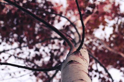 Jual Poster Bokeh Depth Of Field Tree Trees Tree APC