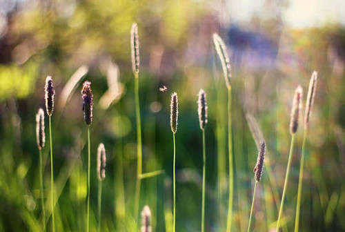 Jual Poster Bokeh Grass Nature Sunny Earth Grass APC