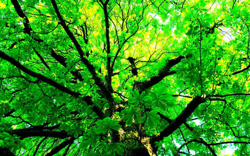Jual Poster Branch Canopy Earth Green Leaf Tree Trees Tree APC
