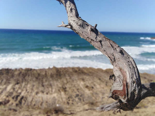 Jual Poster Branch Earth Beach7 APC