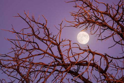 Jual Poster Branch Earth Moon Twilight Earth Moon APC