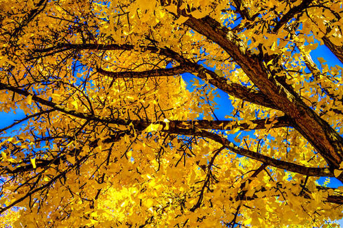 Jual Poster Branch Fall Foliage Leaf Tree Yellow Trees Tree APC