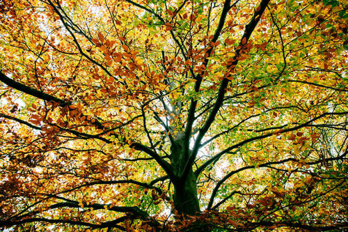 Jual Poster Branch Fall Foliage Nature Tree Trees Tree APC 001