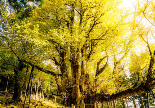 Jual Poster Branch Fall Foliage Nature Tree Trees Tree APC 002