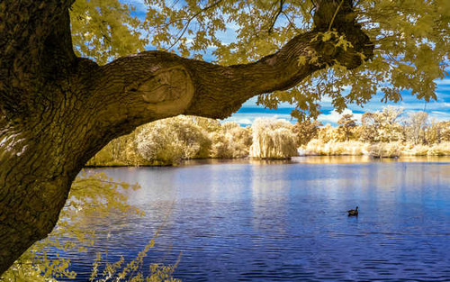 Jual Poster Branch Lake Nature Tree Water Lakes Lake APC