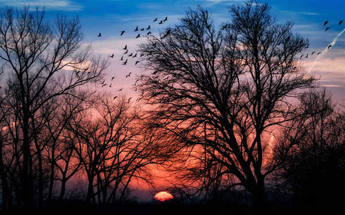 Jual Poster Branch Silhouette Sky Sun Sunset Tree Earth Sunset APC