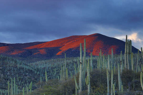 Jual Poster Cactus Desert Landscape Nature Earth Desert APC