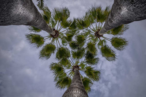 Jual Poster Canopy Earth Palm Tree Earth Palm Tree APC