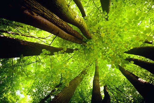 Jual Poster Canopy Greenery Tree Trees Tree2 APC