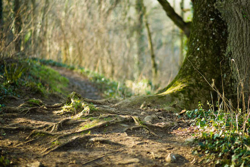 Jual Poster Close Up Depth Of Field Nature Path Earth Path APC Jual Poster Close Up Depth Of Field Nature Path Earth Path APC