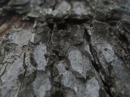 Jual Poster Close Up Elm Elm Tree Tree Earth Close Up APC
