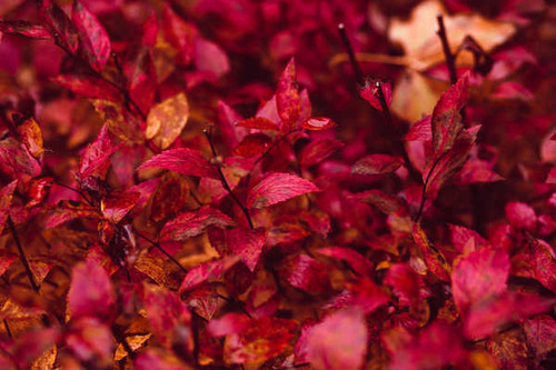 Jual Poster Close Up Fall Leaf Nature Earth Fall APC