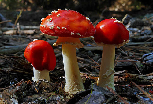 Jual Poster Close Up Fall Mushroom Nature Earth Mushroom APC 010
