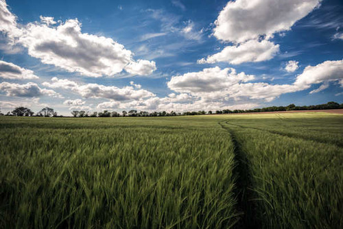 Jual Poster Cloud Field Sky Summer Wheat Earth Wheat3 APC