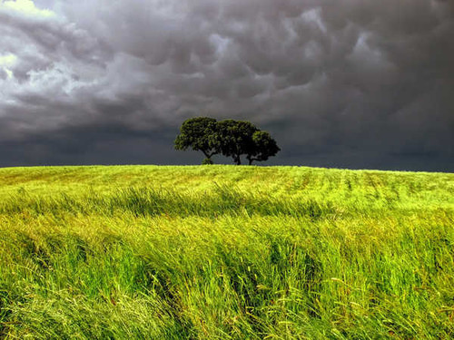 Jual Poster Cloud Field Sky Sunshine Tree Trees Tree APC