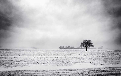 Jual Poster Cloud Field Tree Earth Field APC