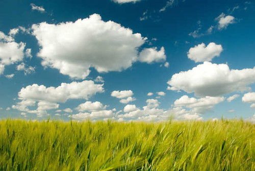 Jual Poster Cloud Field Wheat Earth Wheat APC