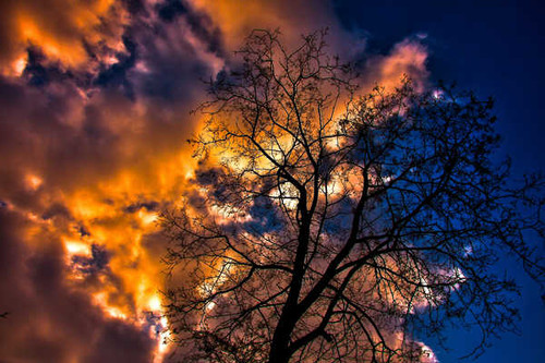 Jual Poster Cloud Silhouette Sky Tree Trees Tree APC