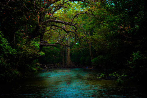 Jual Poster Dark Forest Green River Earth Forest APC03