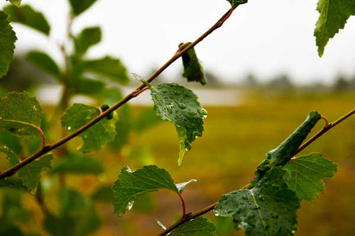 Jual Poster Depth Of Field Green Leaf Nature Earth Water Drop APC
