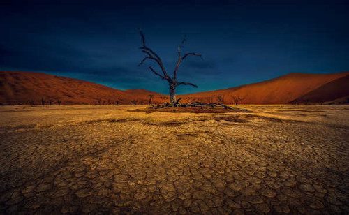 Jual Poster Desert Dune Naked Tree Nature Sand Earth Desert APC