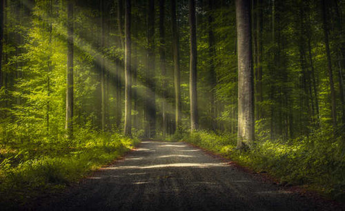Jual Poster Dirt Road Forest Nature Sunbeam Tree Earth Sunbeam APC 002