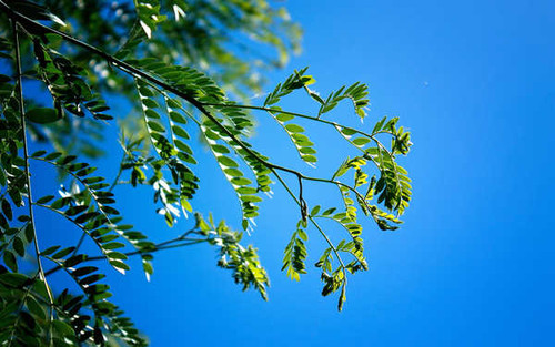 Jual Poster Earth Branch APC 025