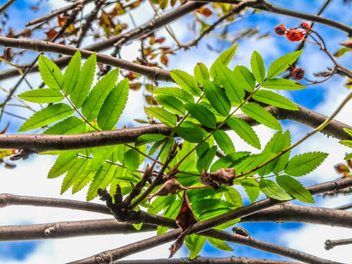 Jual Poster Earth Branch APC 044