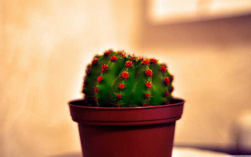 Jual Poster Earth Cactus APC 001