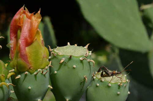 Jual Poster Earth Cactus APC 005