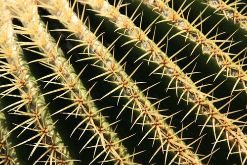 Jual Poster Earth Cactus APC 020 Jual Poster Earth Cactus APC 020