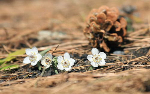 Jual Poster Earth Close Up APC 061
