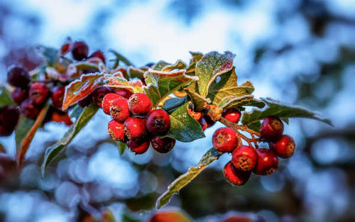 Jual Poster Earth Close Up APC 074